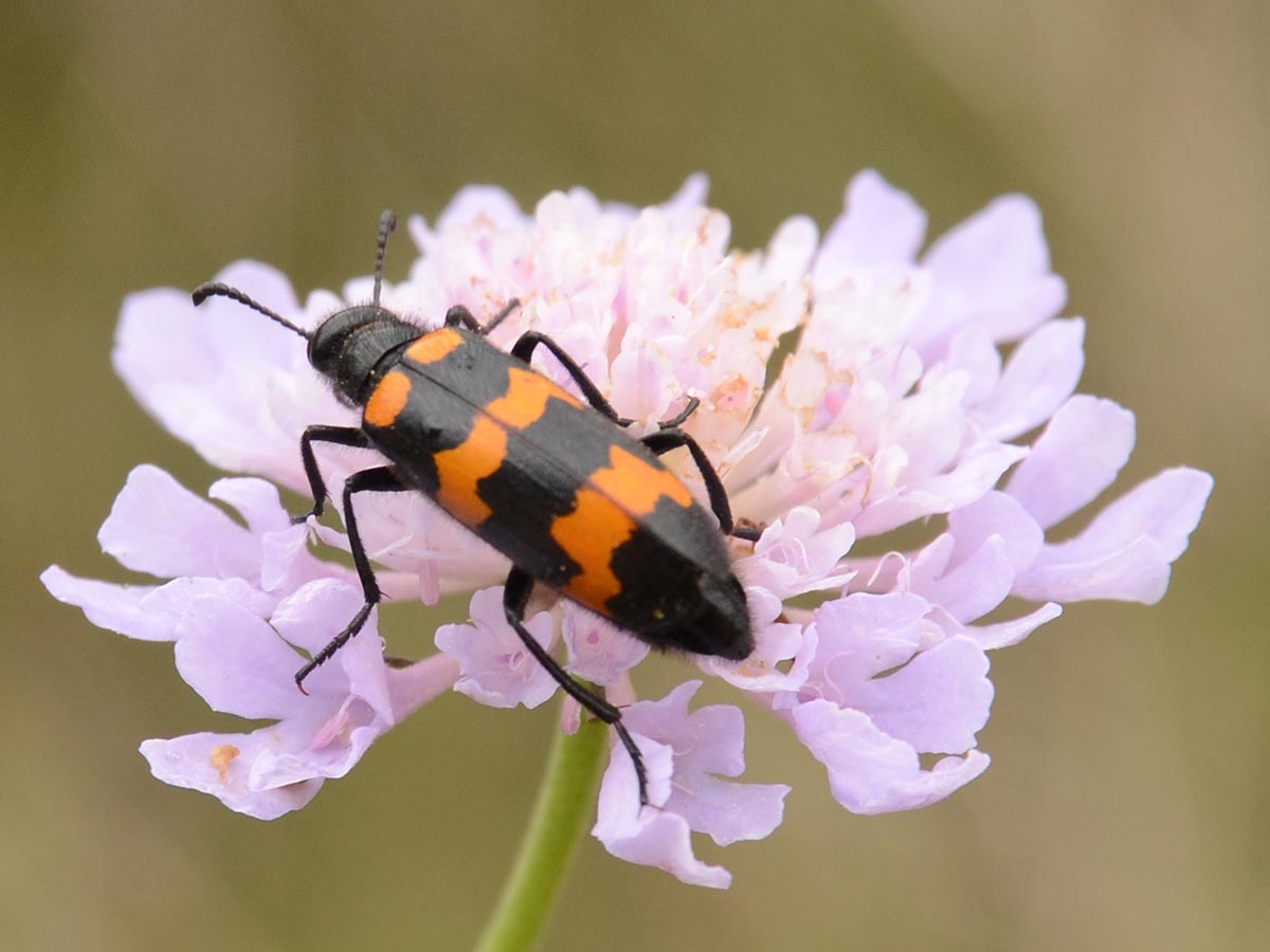 auf Scabiosa